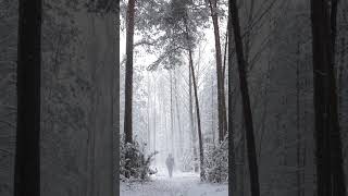 ✨ Tracing Footsteps in Winter’s Wonderland ❄️🌲 A Magical Stroll Through SnowKissed Serenity 🌨️✨ [upl. by Barry525]