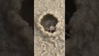 Watch How Tiny Crabs Create Stunning Sand Homes – You Wont Believe Your Eyes shorts [upl. by Retxab400]