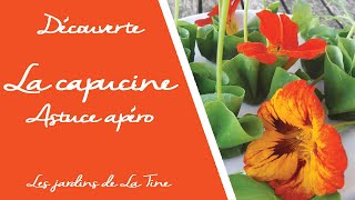 How to Grow Nasturtium [upl. by Broderic]