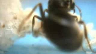 Breed handling  Lasius cf niger ant queen [upl. by Ais745]