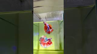 Beta fish recovery 😍❤️‍🩹betafish guppie aquarium fish bettafish fish [upl. by Eseilanna]