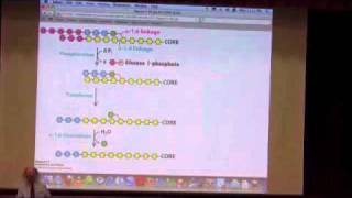 Glycogen Metabolism I [upl. by Memberg]