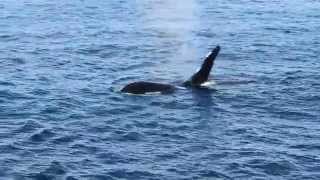 quotOrcaquotKillerWhaleoff Grand Manan Island in Bay of Fundy New Brunswick Canada [upl. by Ardnaid606]