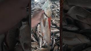 Amazing Fishes In Market Fish Market [upl. by Anirtik]