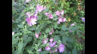 Lavatera flowers resemble Hibiscus [upl. by Notlem793]