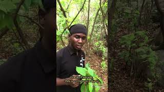 Plants conversation comedy comedytz comedyfilms funny laugh comedymovies comedyskitz [upl. by Yornek]