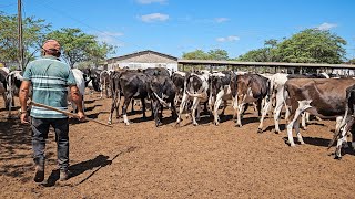 LOTE COM MAIS DE 150 NOVILHAS JOVENS PRENHAS FAZENDA ZÉ DE DANDA [upl. by Mechling]