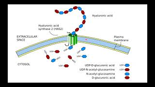 Glycosaminoglycans Proteoglycans and Glycoproteins I Hania Nizami I MOL 114 PAL review session [upl. by Laise569]