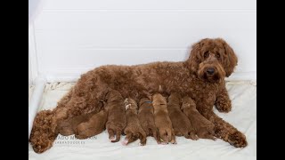 Australian Labradoodle Puppies [upl. by Croom]