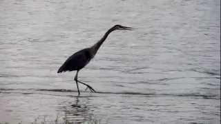 Great Blue Heron calling [upl. by Browne]