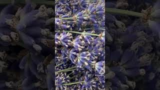 Sequim Washington Lavender Festival 2024 [upl. by Lonna]