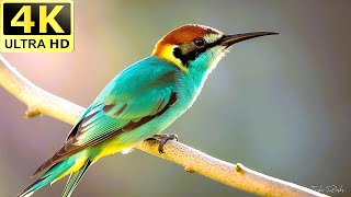 Stunning European BeeEater Nature’s Most Colorful Bird  Wildlife On Earth wildlife amazon [upl. by Jorrie826]