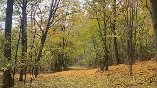 Waldspaziergang im herbstlichen Weinviertel Mistelbach 🍃🍂 [upl. by Townie]