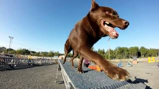 Kelpie Agility [upl. by Bringhurst]