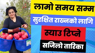 स्याउ टिप्ने तरिका \ syaau tipne sajilo tarika \ kalpana chhetri [upl. by Olatha]