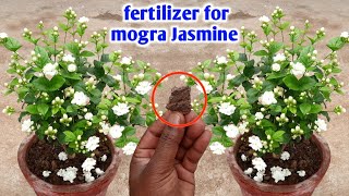 how to get lots of flowers on mogra jasmine plant mogra growing tips fertilizer for mogra Jasmine [upl. by Alikat]