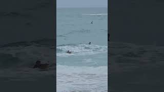 surfs up at Portreath Beach ⛱️ explorecornwall beach nature [upl. by Guerin]