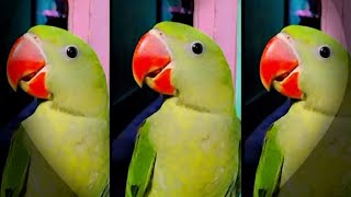 wait and watch parrotx2talking parrot smartparrot youtubeshorts shortsvideo shots [upl. by Enyamert]