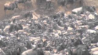 Great Wildebeests Migration [upl. by Zingg182]