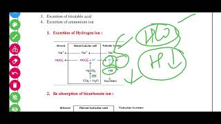 pH Regulation  Renal Mechanism of Acid Base Balance  Kathirvel Ammasai [upl. by Michel]