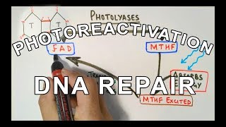 Photoreactivation  DNA Repair Mechanism [upl. by Ottilie]