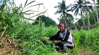 Mulato Ⅱ Grass bound to Davao  Grazing resistant grass [upl. by Shirlee]