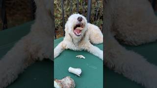 Mini Goldendoodle vs Bones [upl. by Bel847]