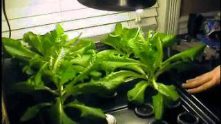 Hydroponic garden indoor [upl. by Phalan]