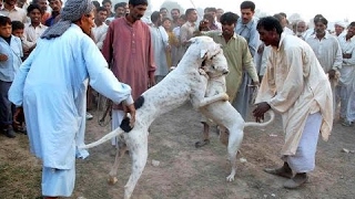 Bully Kutta vs Dogo Argentino  Highlights [upl. by Levitan]