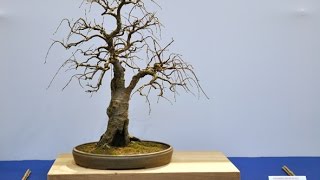 River Birch Bonsai Tree [upl. by Ciapha38]