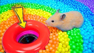 Hamster Escapes Prison Maze🛑Live Stream [upl. by Galvan]