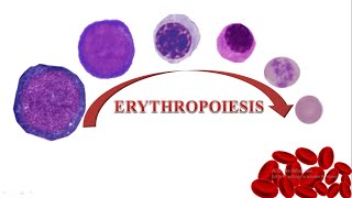 Erythropoiesis [upl. by Noir]