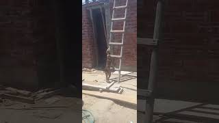 Dog trying to climb funnypetschannel funnyanimal pets [upl. by Barncard]