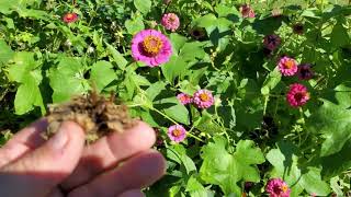 How to save Zinnia Seeds 💐 [upl. by Lenahs139]