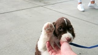 Cutest Springer Spaniel Puppy  Champ [upl. by Faxon]