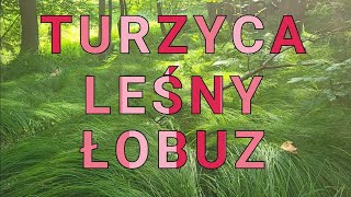 Turzyca drżączkowata Carex brizoides łobuz leśny i superosobnik do napychania materacy [upl. by Anippesuig]