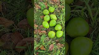 From my backyard to my plate Bahamas IslandLife Avocado Pear [upl. by Lahsiv986]