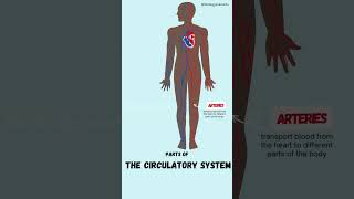 Parts of the Circulatory system [upl. by Dloraj370]