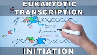 Transcription Initiation in Eukaryotes [upl. by Kurt129]