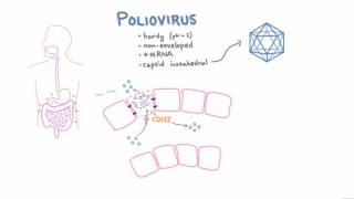 Polio Pathophysiology [upl. by Elie]