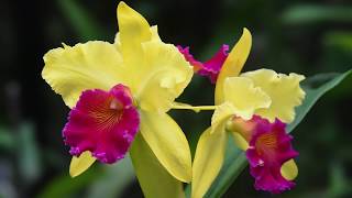 Growing and Repotting Cattleya Orchids [upl. by Brunk]