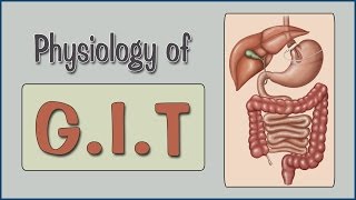 Easy Physiology  GIT  2Salivary Secretion amp Swallowing Mechanism [upl. by Lundquist323]