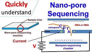 Nanopore sequencing [upl. by Killoran]