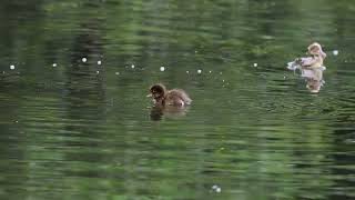 0724 Tufted Duck [upl. by Lennod]