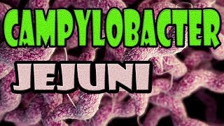 campylobacter jejuni [upl. by Atikram105]