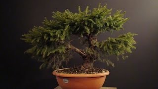 Picea abies Nidiformi [upl. by Maure]