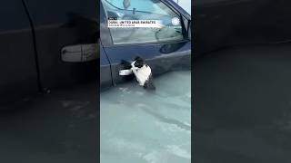 Cat Clinging to Door Handle Rescued From Dubai Flooding [upl. by Bruni]