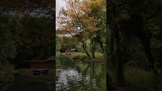 Herbst Natur Spaziergang Park Naturpark Burg Seebenstein shorts nature [upl. by Gurango159]