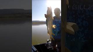 Northern pike in the boat on Cochiti lake NM fishing fishingvideo pikefishing [upl. by Blatt]