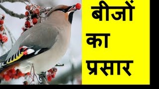 Seed Dispersal Types बीज प्रसार Hindi [upl. by Notneiuq]